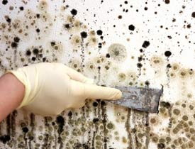 How to Remove Mold