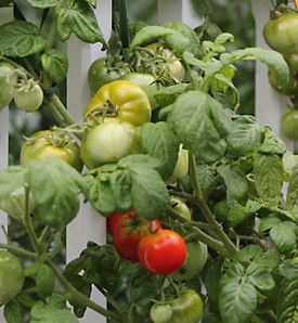 Time to Relish the Tomato Harvest