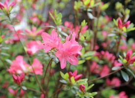 Azaleas, Dogwoods and Rhododendrons