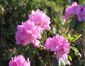 Glorious Rhododendrons