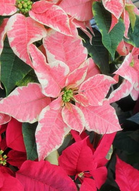 Caring for Your Poinsettias