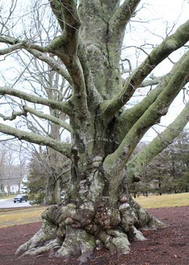 Winter Tree Pruning Do’s and Don’ts