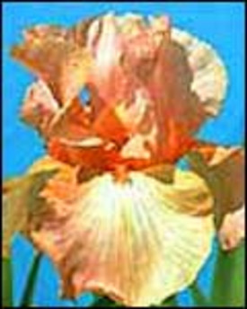 The Bearded Iris: Early Summer’s Colorful Show