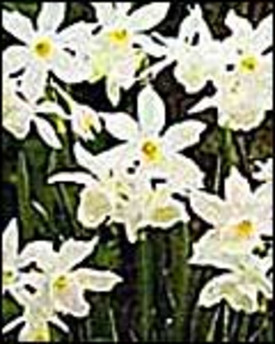 Bulb Profile: Daffodils
