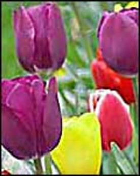 Bulb Profile: Tulips
