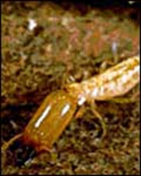 Termites: Identification, Prevention and Control