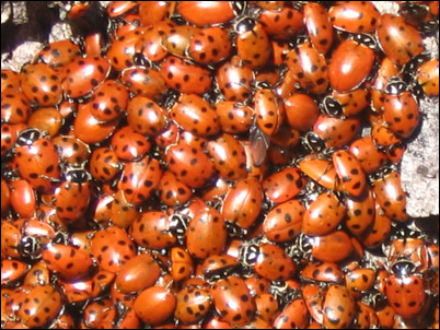 When Lady Bugs Attack
