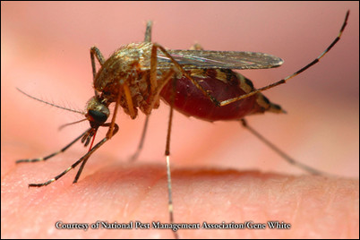 Orkin Gives Tips on Mosquito Repellant | Pest Prevention