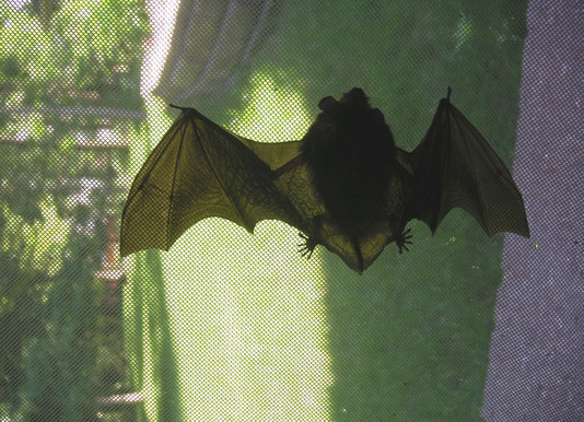 Getting Rid of Bats
