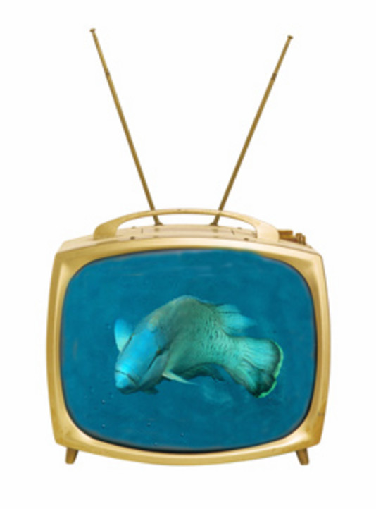 TV-aquarium