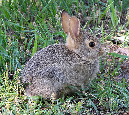When Bunnies Attack (Your Yard)