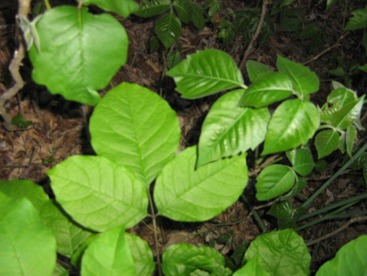Itching to Get Rid of Poison Ivy?