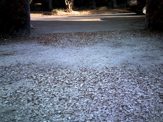 An Oyster Shell Driveway