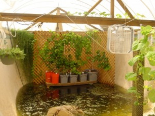 Family Turns Backyard Pool Into Organic Garden
