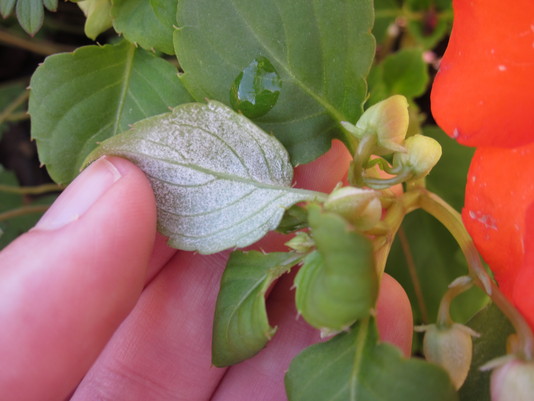 Attack of the Impatiens Downy Mildew