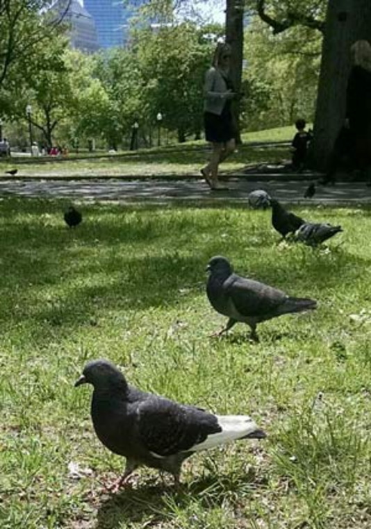 Can Ultrasonic Waves Keep the Pigeons at Bay?