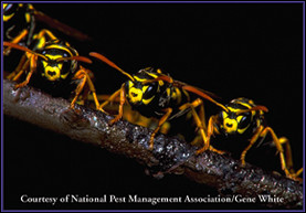 Photo courtesy of National Pest Management Association/Gene White.