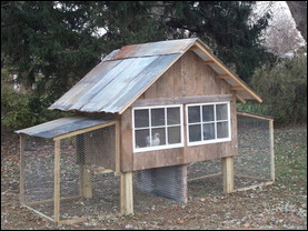 The Moshier family built their own coop out of old barn wood. They raise Bantam Rosecombs and Bantam Cochins for showing, selling of hatchlings, and eating eggs. 