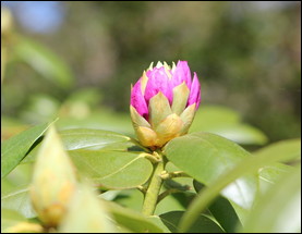 Buy rhododendrons in bloom to make sure you'll like the color.