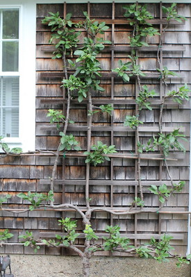 Keep the exposure of the wall in mind when selecting plants, like this espalier apple tree.