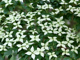 Dogwoods can double as shrubs with early training and proper pruning.