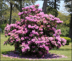 It is not necessary to prune a rhododendron, but proper pruning will help shape the shrub.