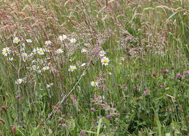Incorporating wild flowers into the meadow requires choosing the right seed for both the grasses and the flowers.