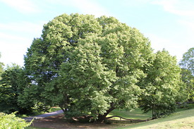 The cooling and cleaning properties of a tree this size are invaluable to a homeowner.