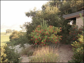 A successfully xeriscaped garden in Santa Barbara, California.