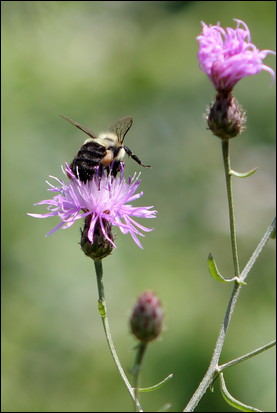 Bees can be very sensitive, so great care should be taken when using insecticides or pesticides around flowers.
