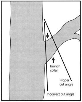 To preserve the protective cells in the branch bar collar, the proper angle of the cut is about 45 degrees. The collar is more easily seen on thin, light colored bark.