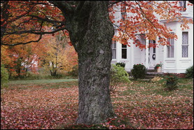 Leaves left around a tree's base can be beneficial to the health of the tree. 