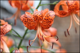 These beautiful tiger lilies will bloom each year in a well-tended garden.