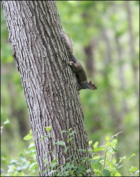 Squirrels can also carry ticks.