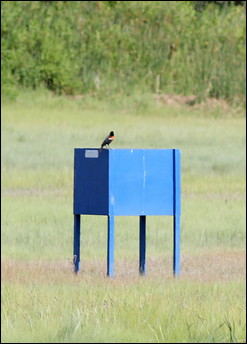 Blue boxes on Cape Cod marshes (officially known as Manitoba Flycatchers) attempt to capture greenhead flies attracted to their blue color.