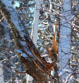 branch broken by heavy snow